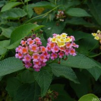 Lantana camara L.